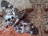 Cleora nigrisparsalis